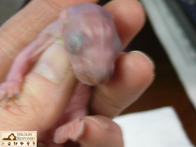 Baby squirrels 022010 015
